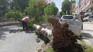 Edirne’de devrilen ağaç yolu trafiğe kapattı