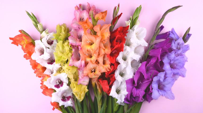 Dünyanın en güzel çiçeği hangisi? İşte muhteşem 10 çiçek