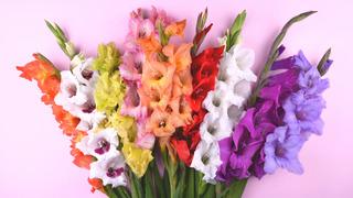 Dünyanın en güzel çiçeği hangisi? İşte muhteşem 10 çiçek