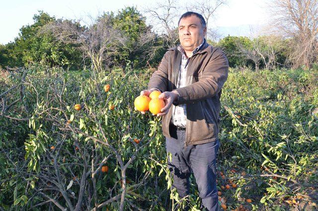 Portakal üreticisi düşük fiyat nedeniyle ağaçlarını kesiyor