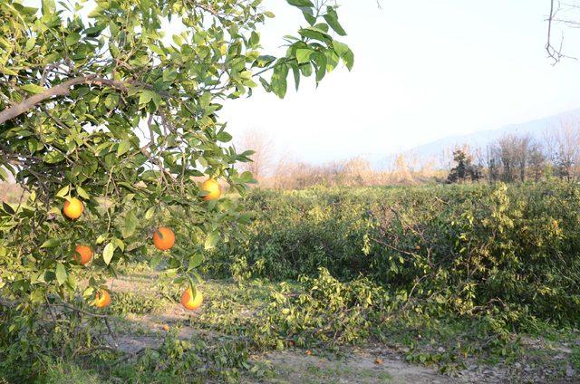 Portakal üreticisi düşük fiyat nedeniyle ağaçlarını kesiyor