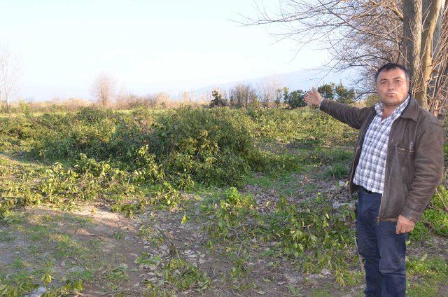 Portakal üreticisi düşük fiyat nedeniyle ağaçlarını kesiyor