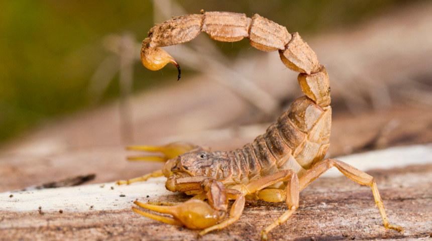 O ülkeyi resmen ele geçirdiler! Akrepler her geçen gün yayılıyor! Uzmanlar uyardı...