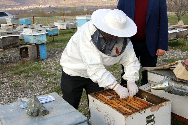 Arılarda 'Varroa' hastalığına karşı mücadele başlatıldı