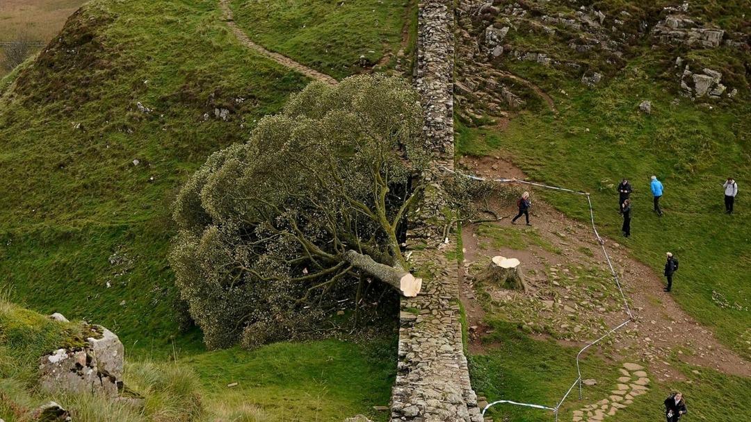 sycamore-gap-tree-cut-ap-jef-250