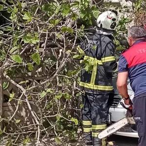 Sinop'ta incir ağacı otomobilin üstüne devrildi