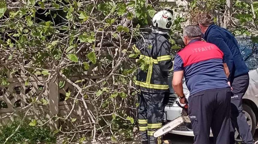 Sinop'ta incir ağacı otomobilin üstüne devrildi