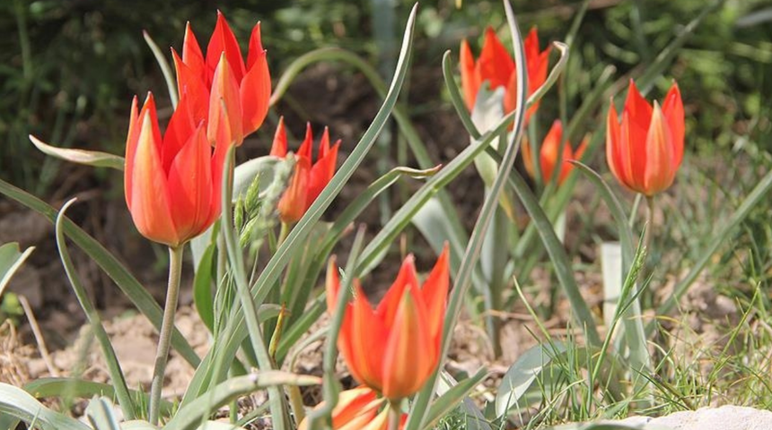Her yıl 10 gün boyunca canlı kalabiliyor! Genetik olarak araştırılacak... Türkiye'de o ilde görülüyor