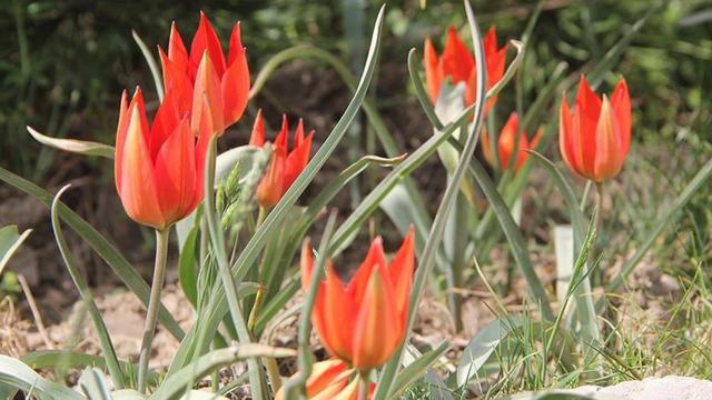 Her yıl 10 gün boyunca canlı kalabiliyor! Genetik olarak araştırılacak... Türkiye'de o ilde görülüyor
