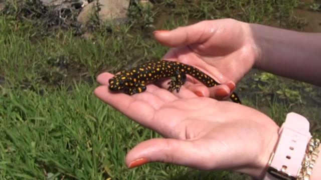 Nesli tükenme tehlikesi altında! Siirt'te görüldü