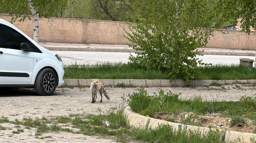 Bayburt'ta aç kalan tilki şehir merkezine inerek yemek aradı