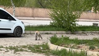 Bayburt'ta aç kalan tilki şehir merkezine inerek yemek aradı