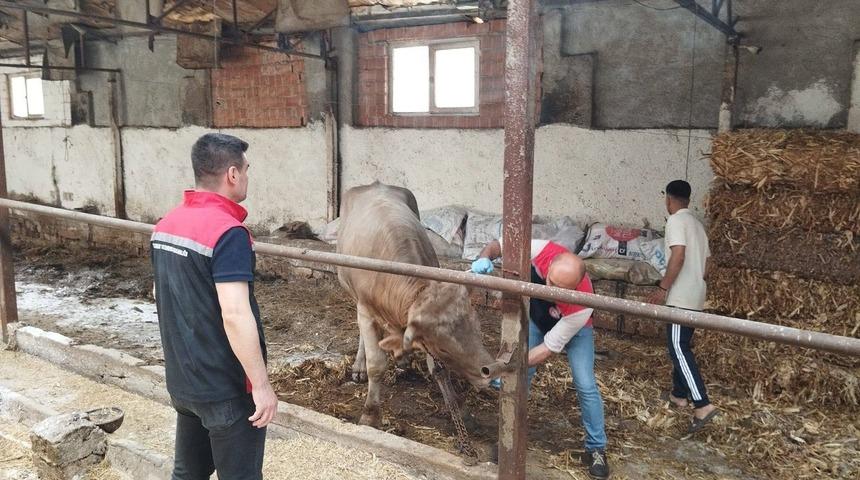 Çorum’da hayvan pazarları kapatıldı