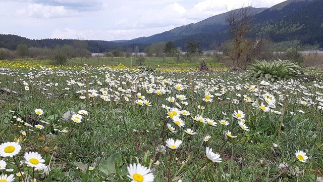 Rengarenk çiçekler göz kamaştırdı