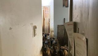 ABD’de tahliye edilen bir apartman dairesinde sağlıksız koşullarda yaşayan 48 köpek bulundu