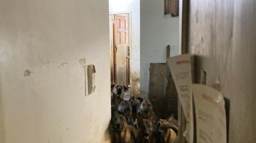 ABD’de tahliye edilen bir apartman dairesinde sağlıksız koşullarda yaşayan 48 köpek bulundu