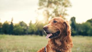 Dünyanın en büyük köpeği hangisi ve kaç kg?