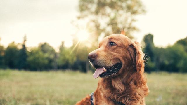 Dünyanın en büyük köpeği hangisi ve kaç kg?