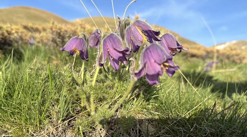 Palandöken Dağı eteklerinde açan mor ters laleler bölgeye renk kattı