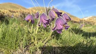 Palandöken Dağı eteklerinde açan mor ters laleler bölgeye renk kattı