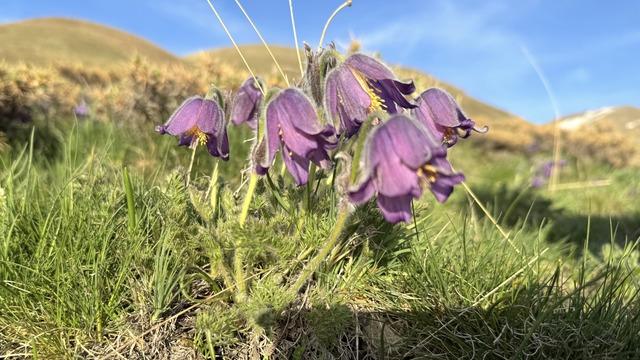 Palandöken Dağı eteklerinde açan mor ters laleler bölgeye renk kattı