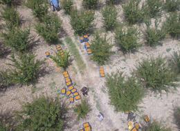 Kilosu 50 TL'ye satılıyor! Verim yüksek, Rusya'ya da ihraç ediliyor