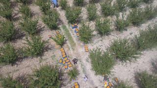 Kilosu 50 TL'ye satılıyor! Verim yüksek, Rusya'ya da ihraç ediliyor