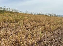Siirt'te yılın ilk mercimek hasadı yapıldı