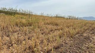 Siirt'te yılın ilk mercimek hasadı yapıldı