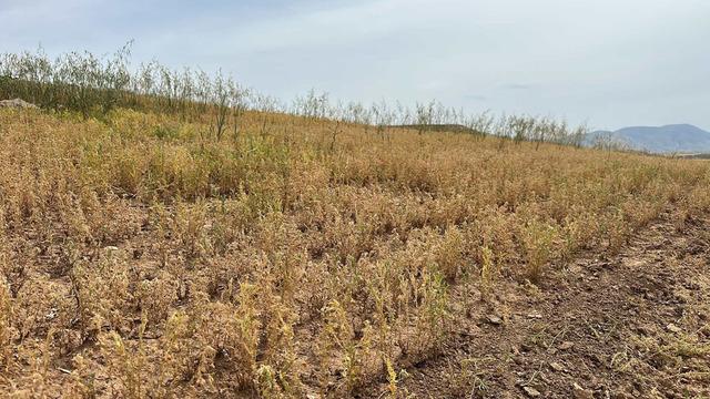Siirt'te yılın ilk mercimek hasadı yapıldı