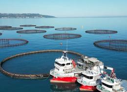 Doğu Karadeniz'de somon hasadı başladı