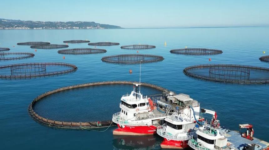 Doğu Karadeniz'de somon hasadı başladı