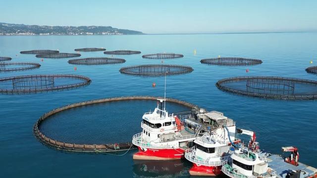 Doğu Karadeniz'de somon hasadı başladı