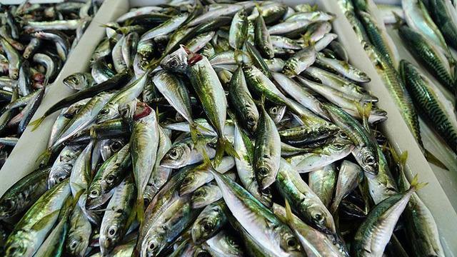 200 TL'den satılıyor! Rağbet çok 'Vatandaş bu sezon balığa doydu'