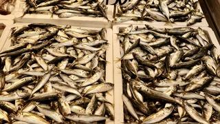 Trabzon'da balıkçı tezgahlarında çeşitlilik sürüyor