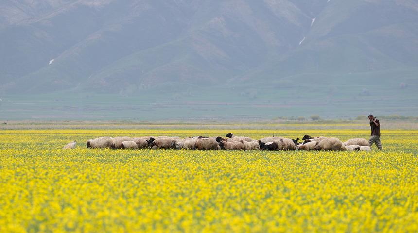 Hakkari'deki tarlalar sarı çiçeklerle renklendi