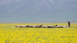 Hakkari'deki tarlalar sarı çiçeklerle renklendi
