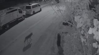 Elazığ’da aç kalan kurt, şehir merkezine indi