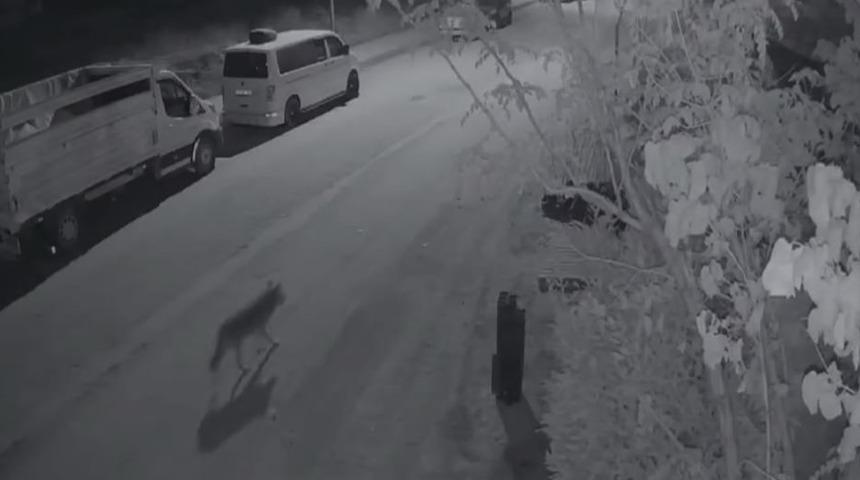 Elazığ’da aç kalan kurt, şehir merkezine indi