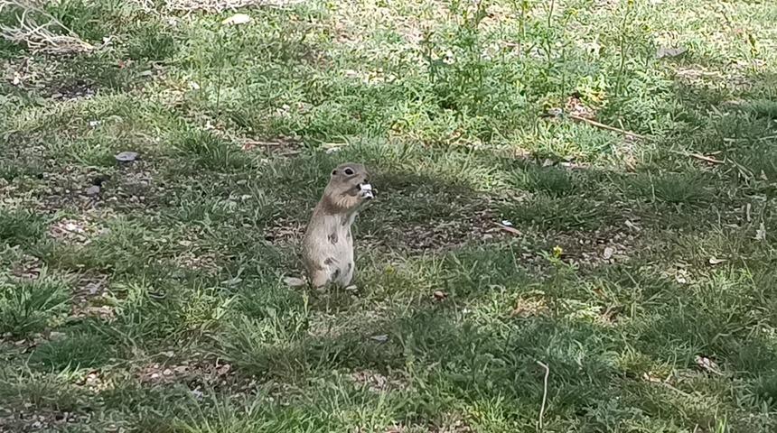 Havalar ısındı, gelengiler ortaya çıktı