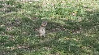 Havalar ısındı, gelengiler ortaya çıktı