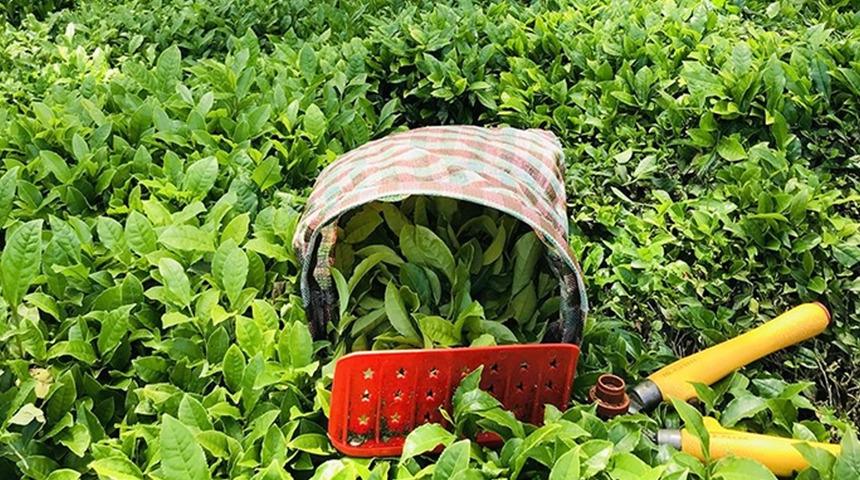 Üretici merakla bekliyordu, Bakanlık duyurdu: Yaş çay fiyatı belli oldu!