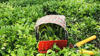 Üretici merakla bekliyordu, Bakanlık duyurdu: Yaş çay fiyatı belli oldu!