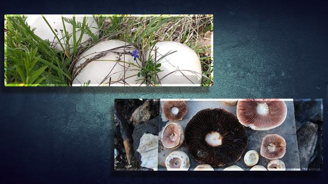 Doğadan sofraya ölüm gelmesin... Masum görünen zehirli mantarlara dikkat! Uzmanlar uyarıyor...