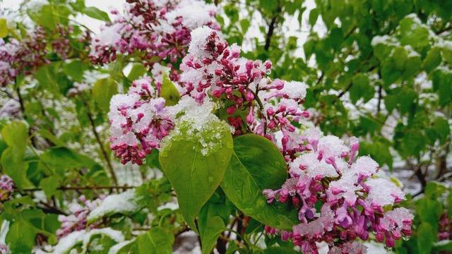 Artvin'de Mayıs ayında kar sürprizi