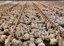 Tavuk eti üretimi martta yıllık bazda yüzde 13 arttı