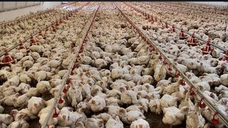 Tavuk eti üretimi martta yıllık bazda yüzde 13 arttı