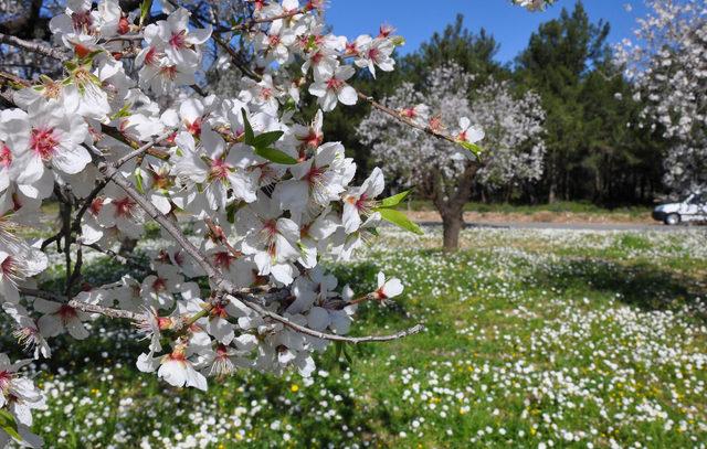 Cevizin yüzde 72'si bademin yüzde 80'i ithal