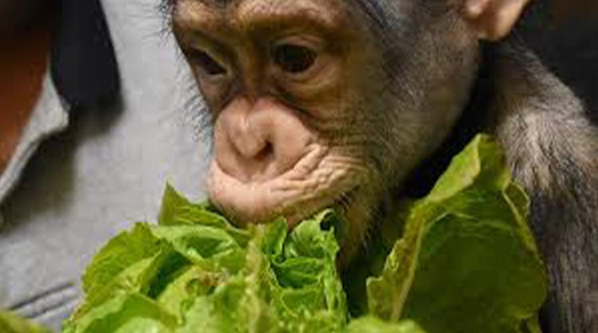 Şempanzelerden evrime bir adım: Ormanda 'ilk yardım merkezi' kurdular! Empati kurup diğerlerine de yardım ediyorlar...