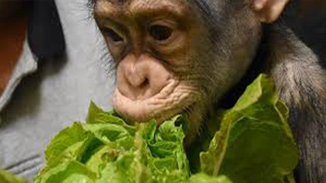 Şempanzelerden evrime bir adım: Ormanda 'ilk yardım merkezi' kurdular! Empati kurup diğerlerine de yardım ediyorlar...